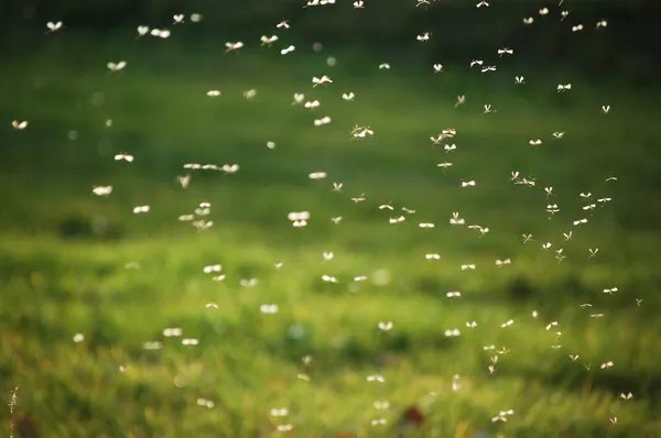 Enxame de mosquitos — Fotografia de Stock