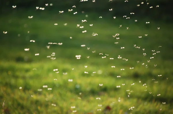 Sivrisinek sürüleri Stok Resim