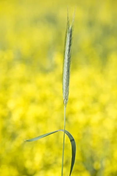Single Ear of a Rye — Stock Photo, Image