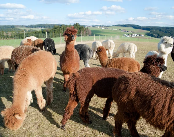 Mandria di alpaca — Foto Stock
