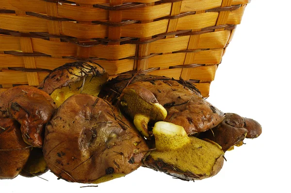 Freshly collected wild mushrooms and basket — Stock Photo, Image