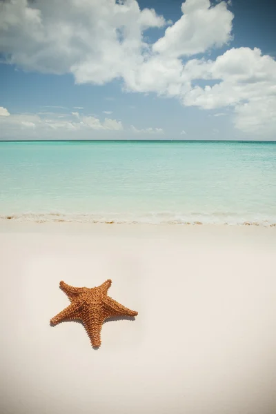 Starfish on a beach — Stock Photo, Image