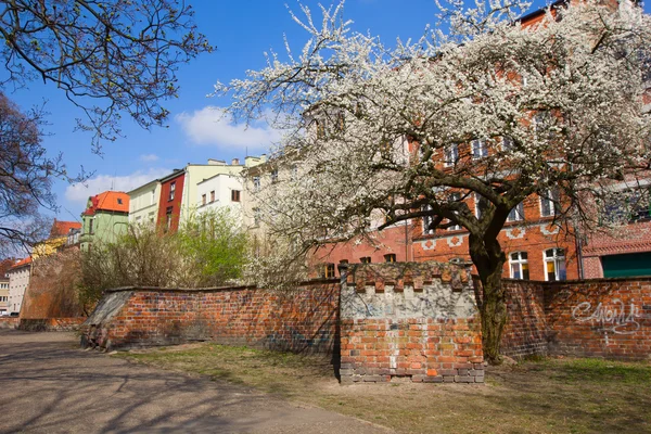 sokak inold kasaba torun, Polonya