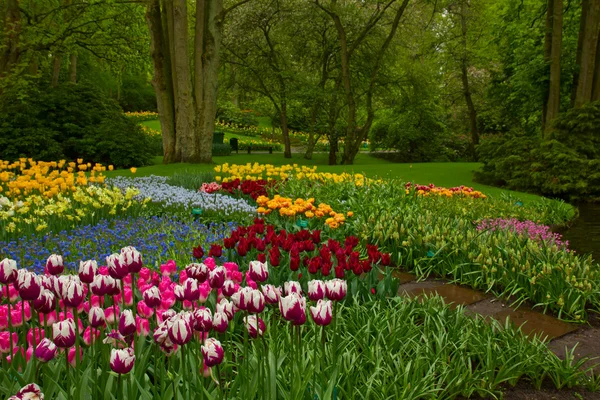 Весенний сад Кеукенхоф — стоковое фото