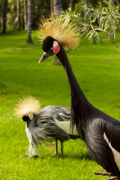 stock image Cranes on green lawn