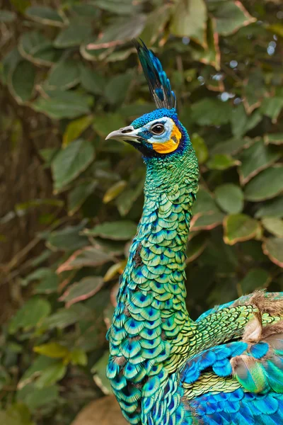 stock image Peacock portrait