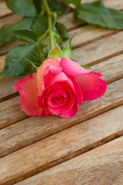 stock image Pink rose