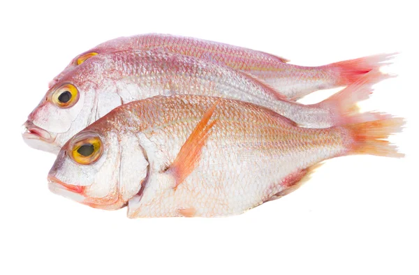 Sama balık — Stok fotoğraf