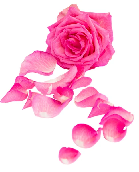 Rosa rosa com pétalas — Fotografia de Stock