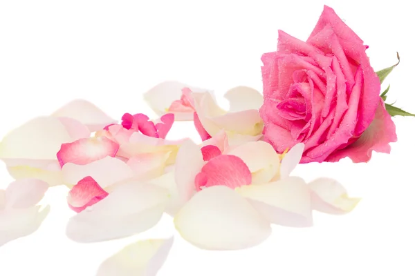 Pink rose with petals Stock Picture