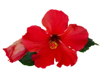 hibiscus çiçeği