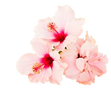 Hibiscus flower clipart