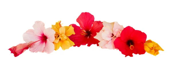 Fronteira da flor do hibisco — Fotografia de Stock