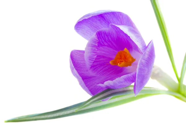 Violet voorjaar crocus bloem — Stockfoto