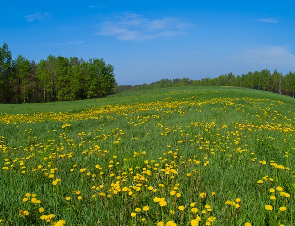 stock image Fresh spring field