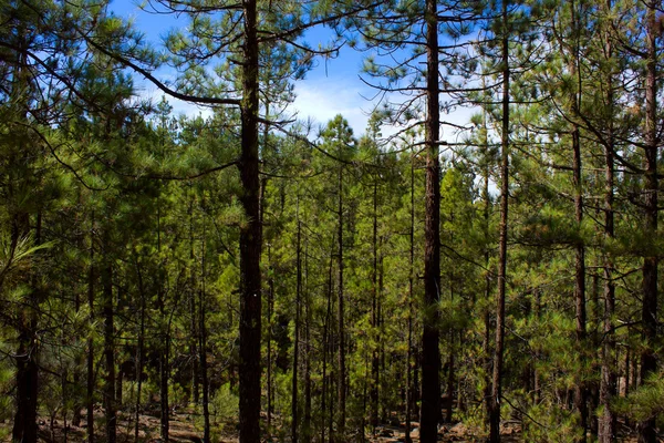 stock image Beautiful deep pine forest