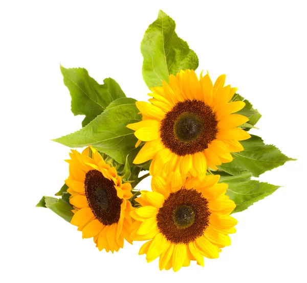 Sonnenblumen isoliert auf weiß — Stockfoto