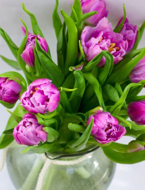 Purple tulips clipart