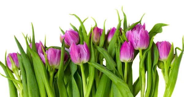 Borda tulipas roxas — Fotografia de Stock