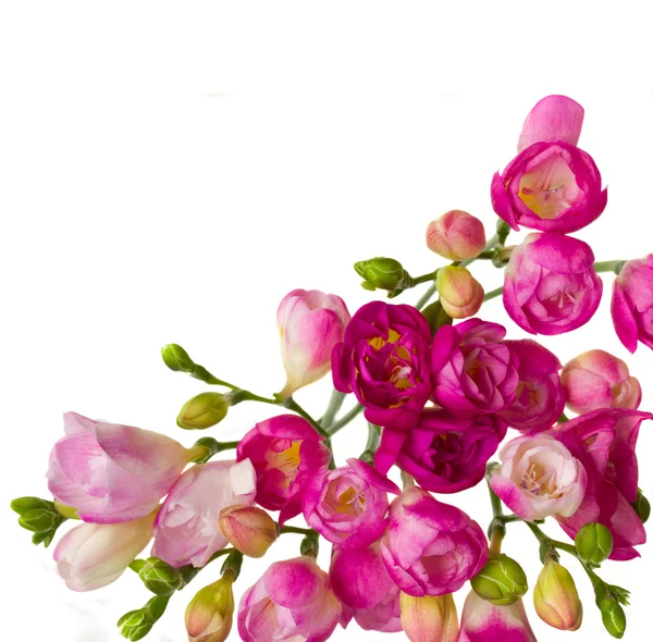 Pink freesias — Stock Photo, Image