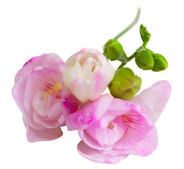 stock image Freesia flowers