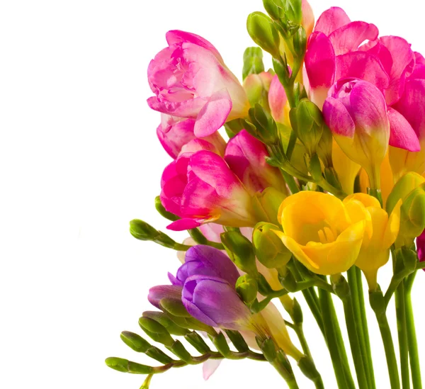 Fresie bouquet — Foto Stock
