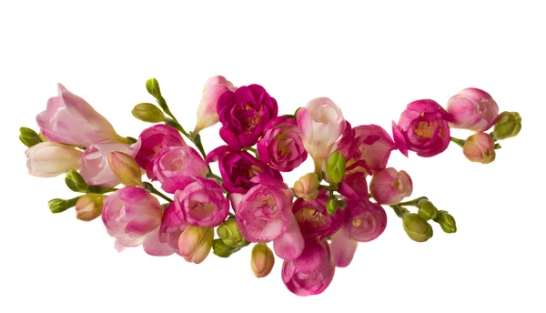 Różowe Frezje — Zdjęcie stockowe