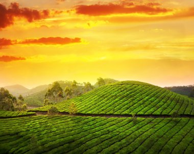 Tea plantation in Munnar clipart