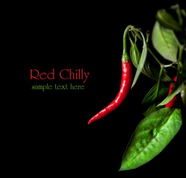 Red chilly with leaves clipart