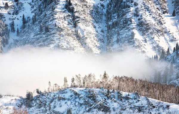 Туманный лес — стоковое фото