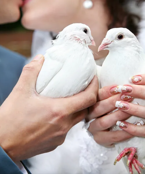 2 つの結婚式鳩 — ストック写真