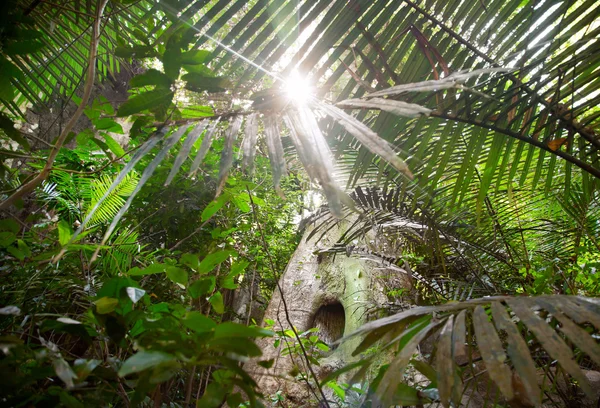 Tropischer Dschungel — Stockfoto