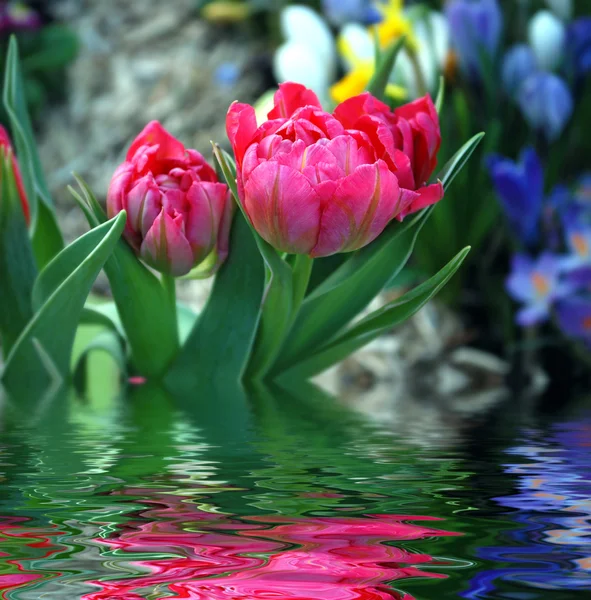 Tulipe avec réflexion de l'eau . — Photo