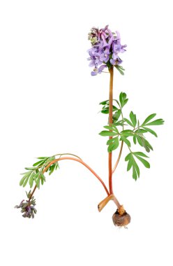 Flower Corydalis halleri with root bulb. Spring close-up. clipart