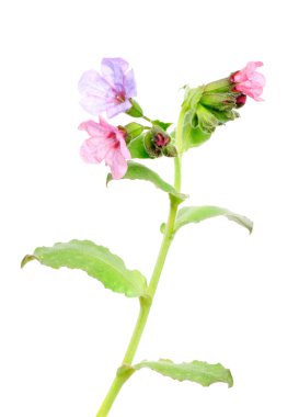 Lungwort tıbbi (ciğer otu) üzerinde beyaz izole