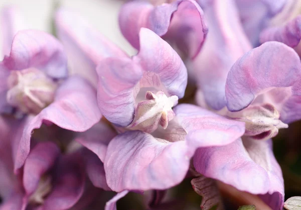 Fleur Corydalis halleri. Gros plan printanier . — Photo