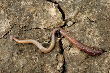 Big earthworm in the earth clipart