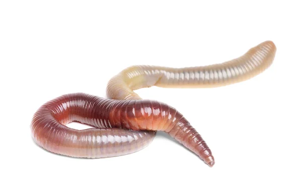 Animale worm terra isolato — Foto Stock