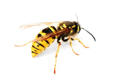 Wasp isolated on white background clipart