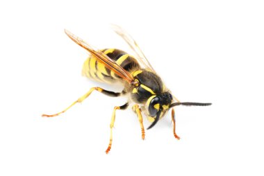 Beyaz arkaplanda yaban arısı izole