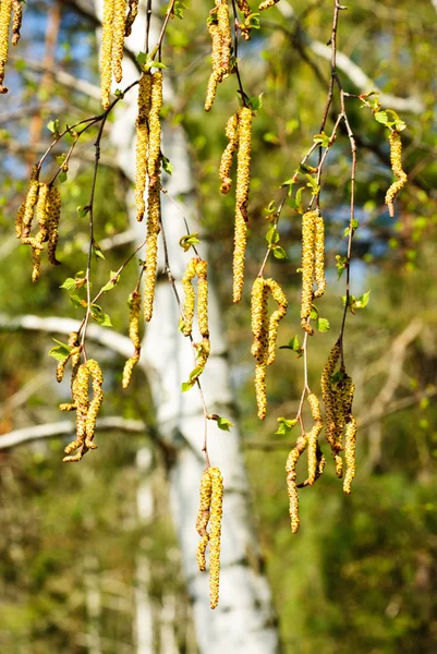 春天的桦木芽 — 图库照片