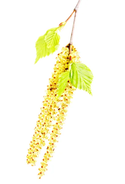 Wiosenna gałązka brzozy z zielonymi liśćmi i kociołkami na białym tle — Zdjęcie stockowe