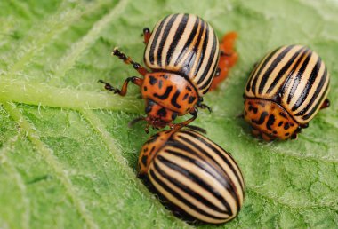 Òhree Colorado potato beetle on a leaf