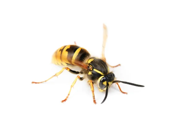 Wasp isolated on white background — Stock Photo, Image