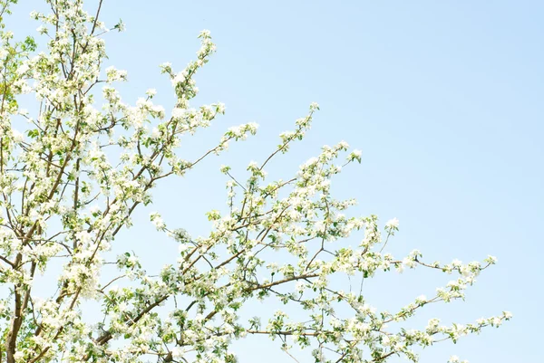 Flowers of apple and blue sky — Stock Photo, Image