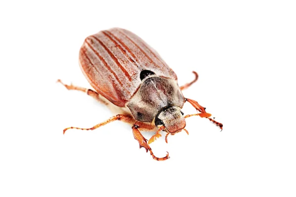 May-bug anche cockchafe, coleottero albero, (Melontha Vulgaris) isolato sullo sfondo bianco — Foto Stock