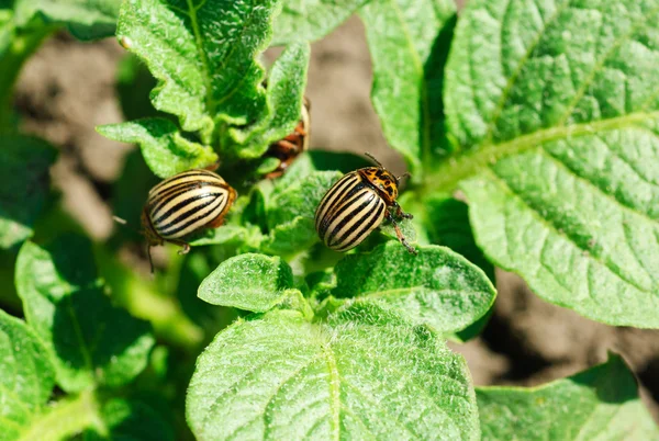 在一片叶子上的两个科罗拉多马铃薯甲虫 — 图库照片