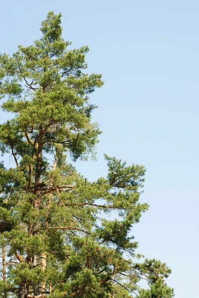 Pines against the blue sky — Stock Photo, Image