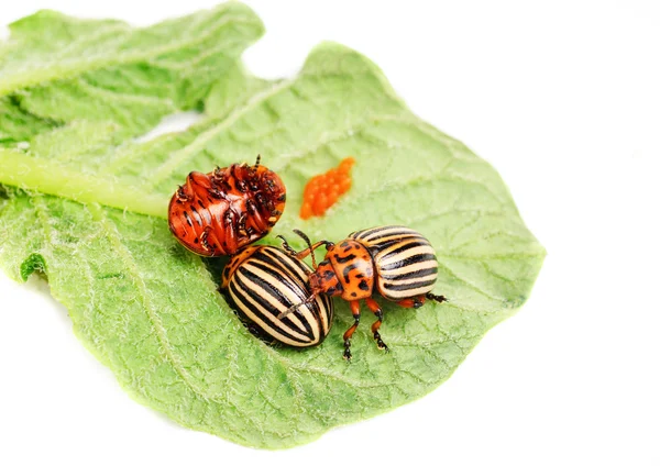 Üç colorado Patates böceği üzerinde beyaz izole bir yaprak üzerinde — Stok fotoğraf