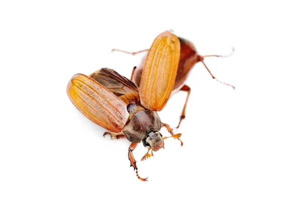 Två maj-bug också cockchafe, träd beetle, (melontha vulgaris) isolerat på den vita bakgrunden — Stockfoto